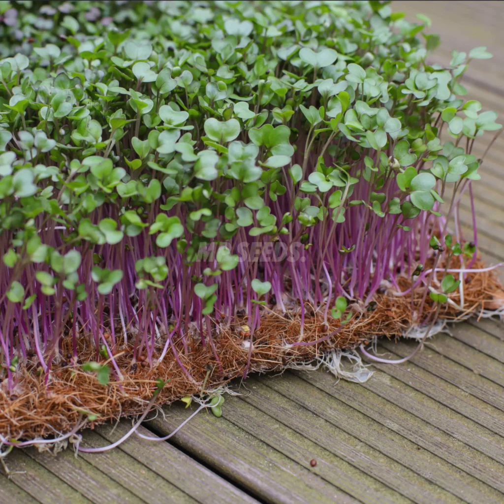 Micro-pousses cultivées sur des tapis de coco