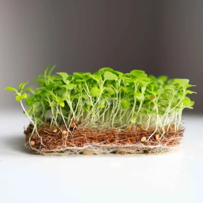 Micro-pousses de mâche cultivées à partir de graines MP Seeds