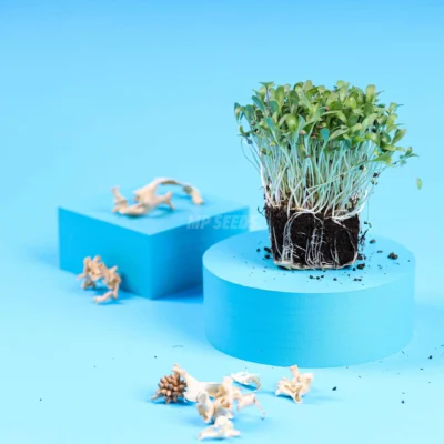 Micro-pousses de colza cultivées, prêtes à l'emploi