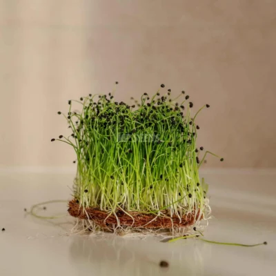 Micro-pousses de ciboulette chinoise et d'ail cultivées à partir de graines MP Seeds