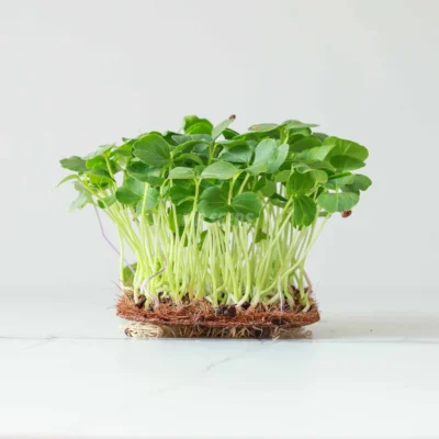 Micro-pousses d'hibiscus cultivées à partir de graines de MP SEEDS