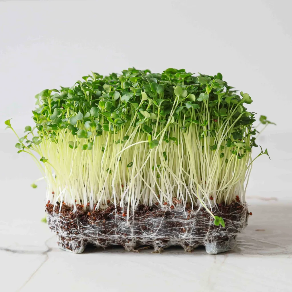 Micro-pousses de brocoli raab