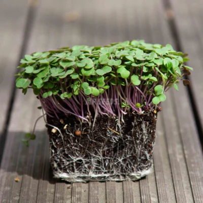 Micro-pousses : du chou frisé bio cultivé à partir de nos graines