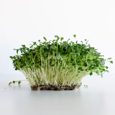 Micro-pousses de chou frisé Tuscan Black cultivées à partir de graines haut de gamme de la marque MP SEEDS