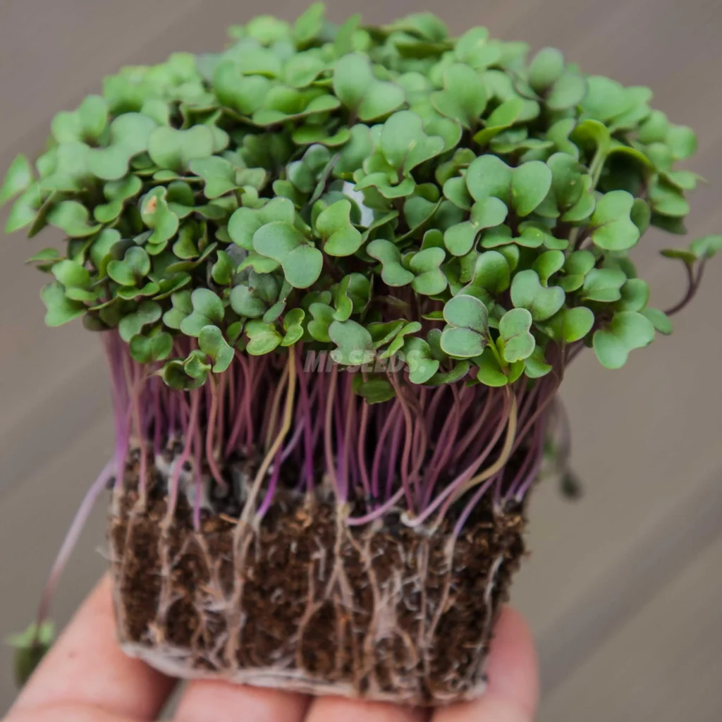 Micro-pousses de chou-rave