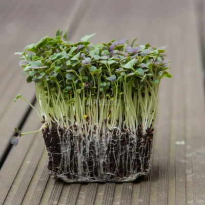 Micro-pousses de komatsuna rouge bio issues de nos graines