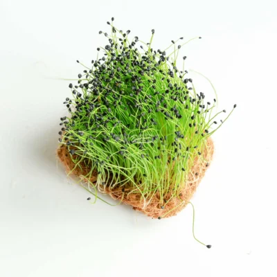 Micro-pousses de poireau avec racines, cultivées à partir de nos graines