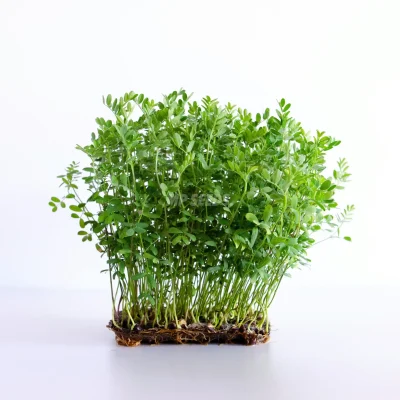 Micropousses de lentilles rouges cultivées à partir de graines MP SEEDS – vue de dessus.
