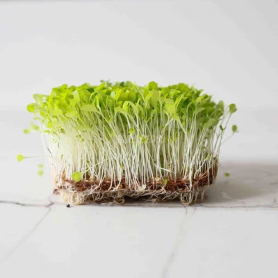 Micro-pousses de laitue croquante cultivées à partir de nos graines