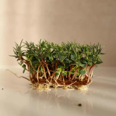 Micro-pousses de lupin cultivées à partir de graines MP Seeds prêtes à l'emploi
