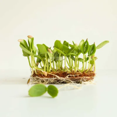 Graines de micro-pousses de pois « Frilly 2.4 » prêtes à être récoltées