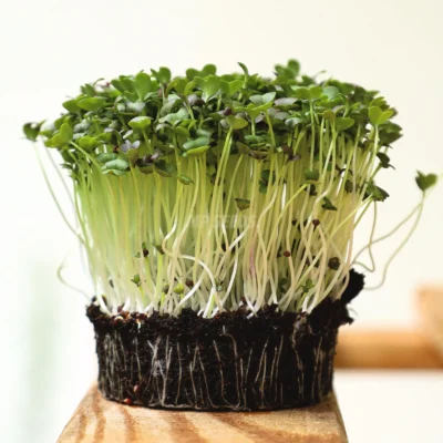 Micro-pousses de mizuna verte cultivées à partir de graines MP Seeds