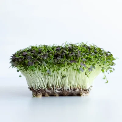 Micro-pousses de mizuna rouge frisé cultivées à partir de graines de MP Seeds.