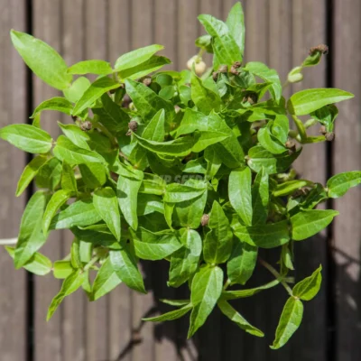Micro-pousses de haricots mungo cultivées à partir de graines MP Seeds