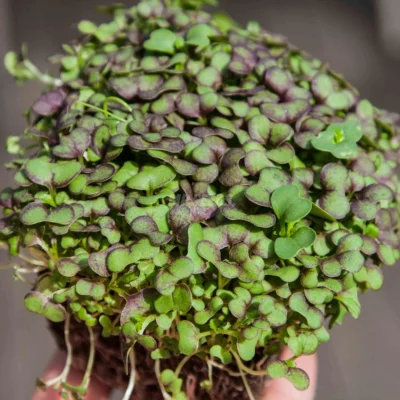 Graines de micro-pousses de moutarde rouge géante