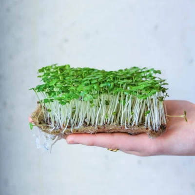 Micro-pousses de moutarde wasabi prêtes à être récoltées
