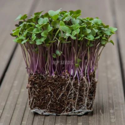 Micro-pousses de chou-rave rouge, cultivées à partir de nos graines