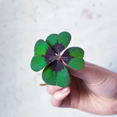 Feuilles comestibles d'Oxalis Deppei issues de graines MP SEEDS