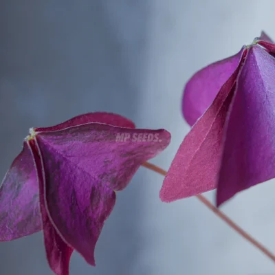 Feuilles comestibles d'Oxalis