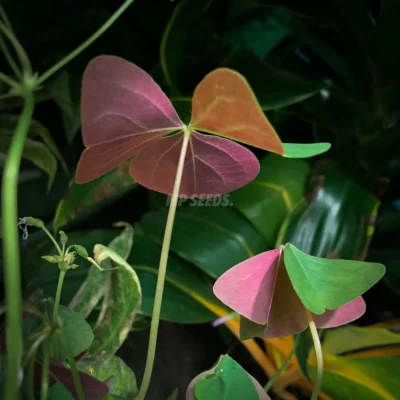 Micro-pousses d'Oxalis triangularis cultivées à partir de graines de MP Seeds