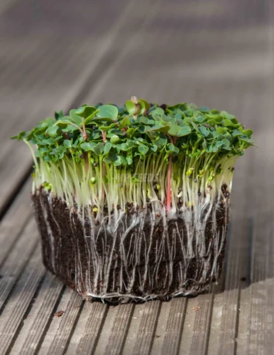 Micro-pousses de pak choï à tige blanche cultivées à partir de graines de MP SEEDS