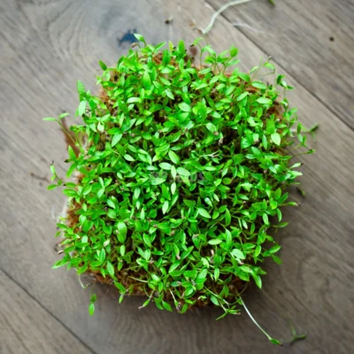 Micro-pousses de persil frisé cultivées à partir de nos graines