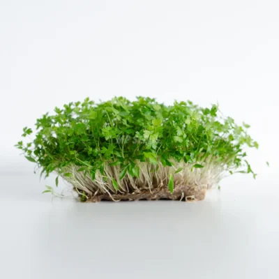 Micro-pousses de persil frais issues de graines de persil MP SEEDS.