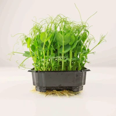 Micro-pousses de pois « Frilly 2.4 » cultivées à partir de nos graines