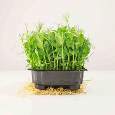 Micro-pousses de pois « Taiga » cultivées à partir de graines MP Seeds