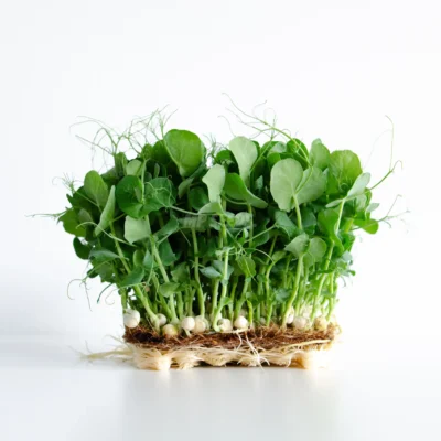 Micro-pousses de pois blancs, avec des graines blanches et des pousses vertes.