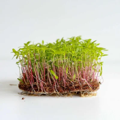 Micro-pousses de tagète péruvienne Huacatay issues de nos graines MP SEEDS