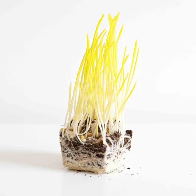 Micro-pousses de maïs cultivées à partir de graines MP Seeds