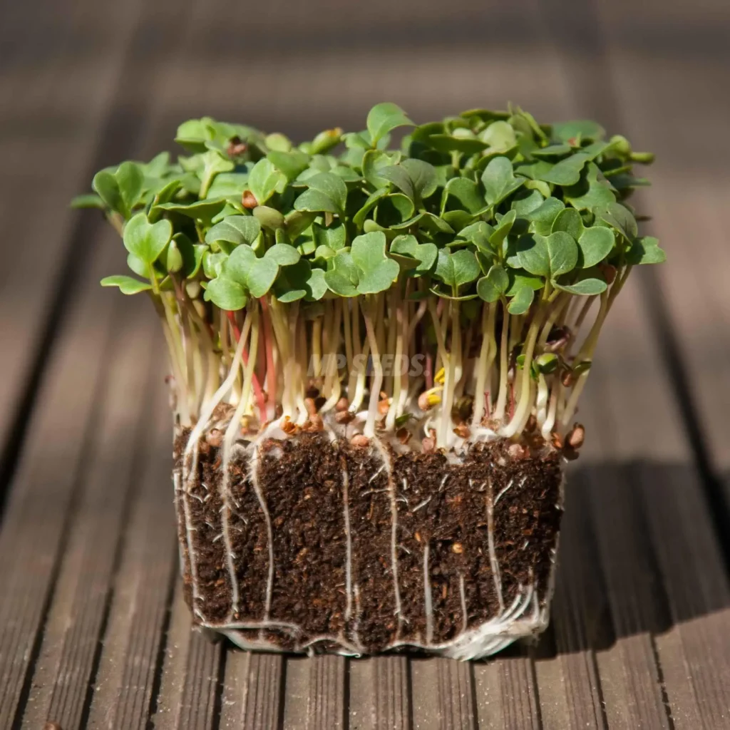 Micropousses de radis Daikon.