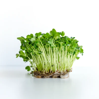 Micro-pousses de radis Daikon cultivées à partir de graines MP SEEDS.