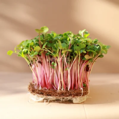 Micro-pousses de radis Micro Mix cultivées à partir de nos graines