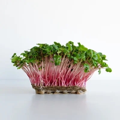 Micro-pousses de radis Pink aux tiges rose corail et aux feuilles vertes, cultivées à partir de graines MP SEEDS.