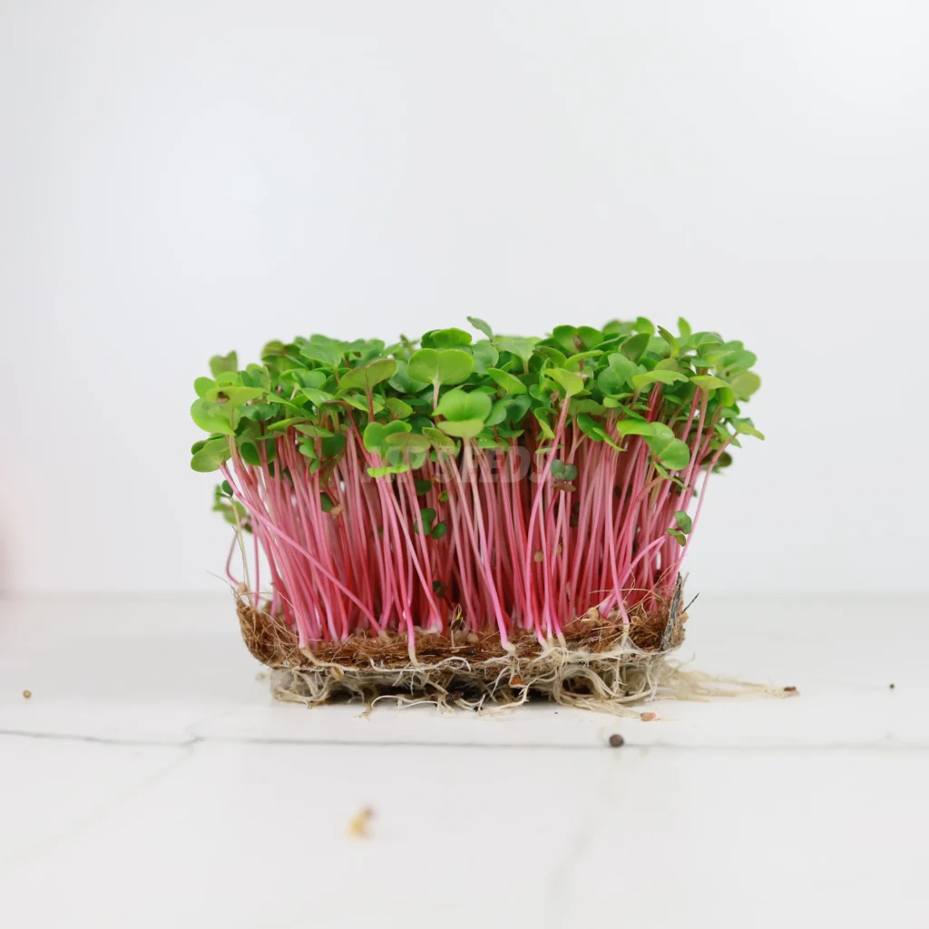 Micropousses de radis Rose de Chine.