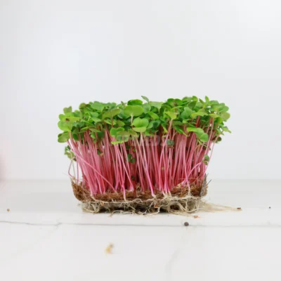 Micro-pousses de radis rose de chine BIO, cultivées à partir de nos propres graines