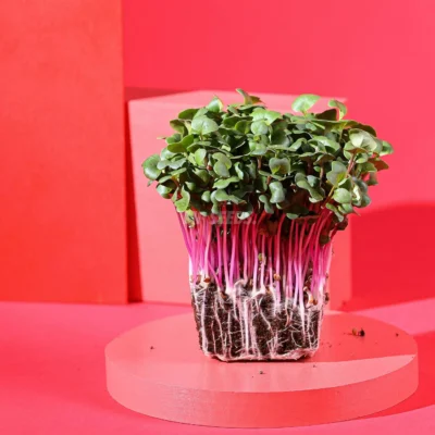 Micro-pousses de radis rose de chine, cultivées à partir de graines MP Seeds