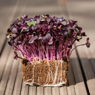 Micro-pousses de la variété radis rouge rambo, cultivées à partir de graines de MP Seeds