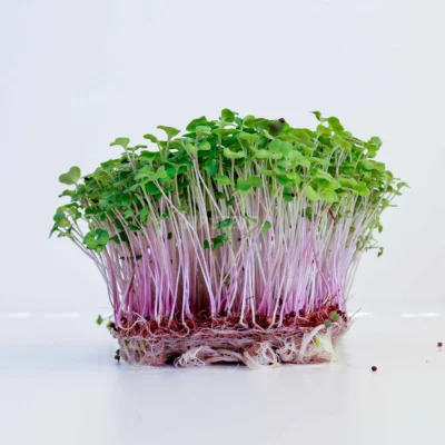 Micro-pousses de colza cultivées à partir de nos graines