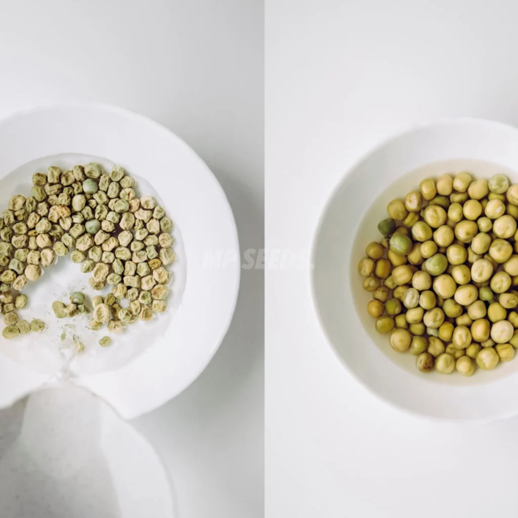This photo shows pea seeds before and after soaking.