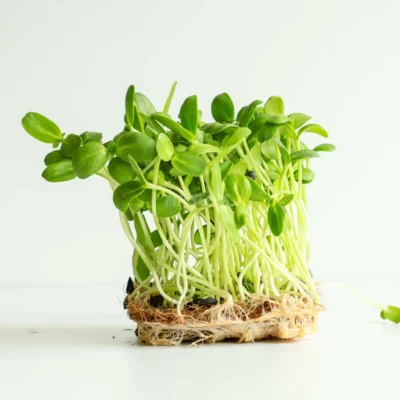 Microgreens de giarsol Frilly 2.4 cultivados a partir de semillas MP Seeds