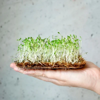 Micro-pousses de tagètes Citron cultivées à partir de nos graines