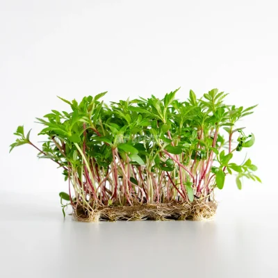 Micro-pousses de tagète mexicaine cultivées à partir de graines MP SEEDS.