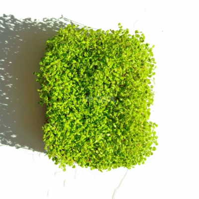 Micro-pousses de thym cultivées à partir de graines de MP SEEDS