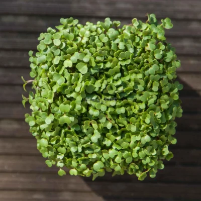 Micro-pousses de navet cultivées à partir de nos graines
