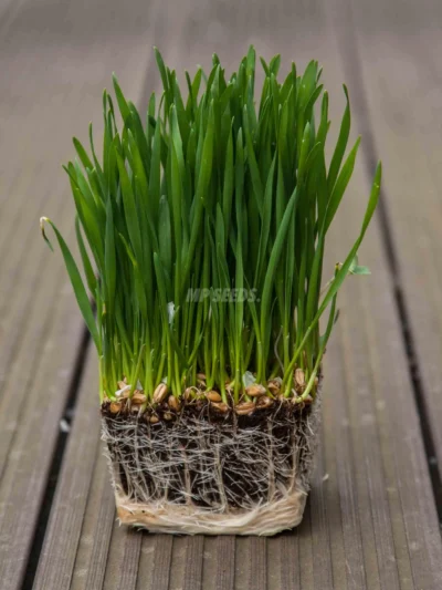 Micro-pousses de blé cultivées à partir de graines MP Seeds