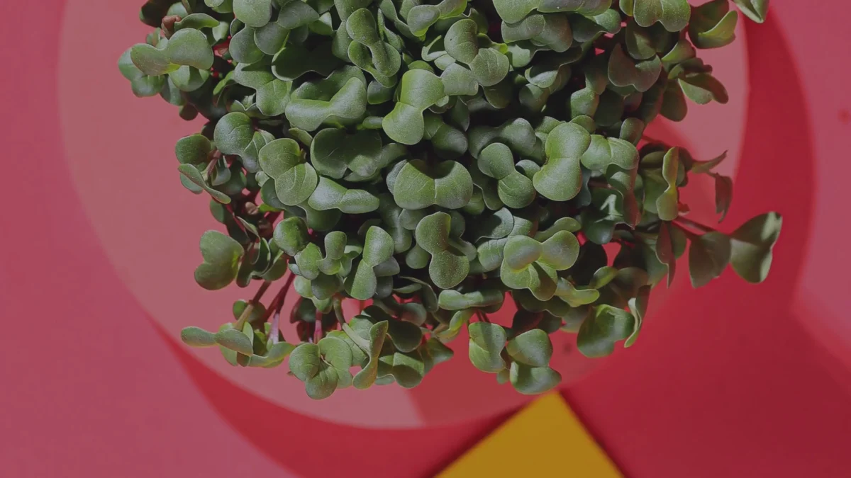 microgreens mp seeds