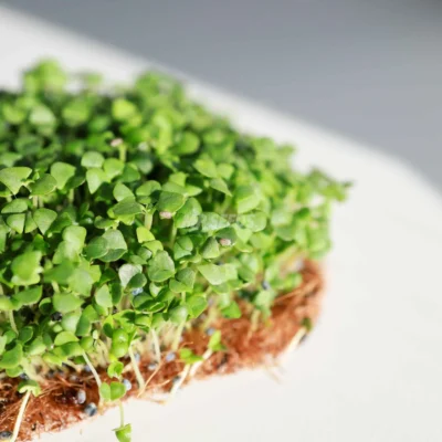 Micro-pousses de basilic de la variété Cannelle, cultivées à partir de graines MP Seeds